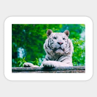 White Tiger (Vivid) Sticker